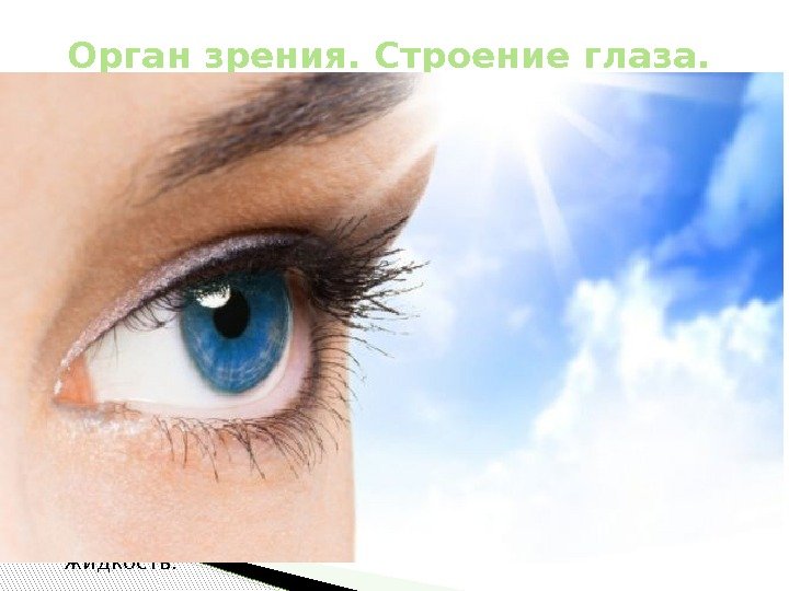  Глазами человек воспринимает 90  информации внешнего мира. Глаз состоит из глазного яблока