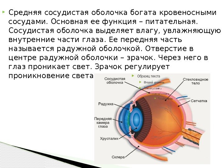  Средняя сосудистая оболочка богата кровеносными сосудами. Основная ее функция – питательная.  Сосудистая