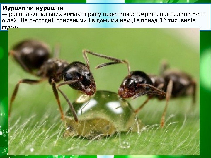 Мураа хи чи мурашки —родинасоціальнихкомахізрядуперетинчастокрилі, надродини. Весп оідей. На сьогодні, описаними і відомими науці