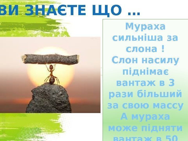 Мураха сильніша за слона ! Слон насилу піднімає вантаж в 3 рази більший за