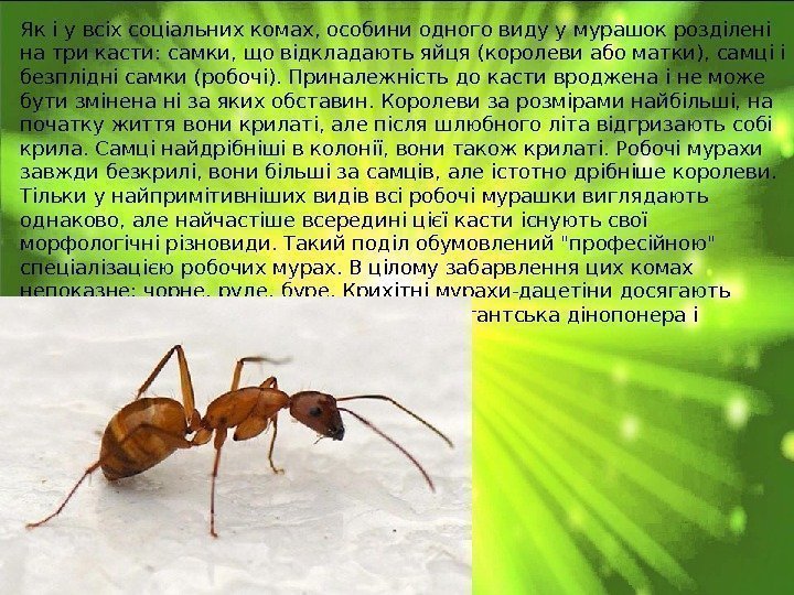 Як і у всіх соціальних комах, особини одного виду у мурашок розділені на три
