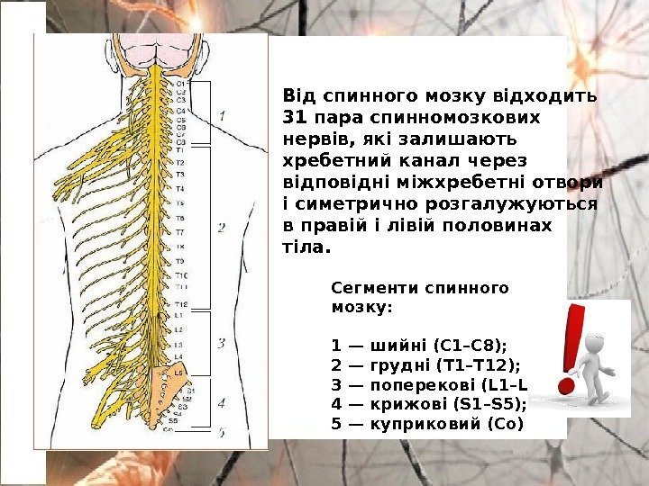 Від спинного мозку відходить 31 пара спинномозкових нервів, які залишають хребетний канал через відповідні