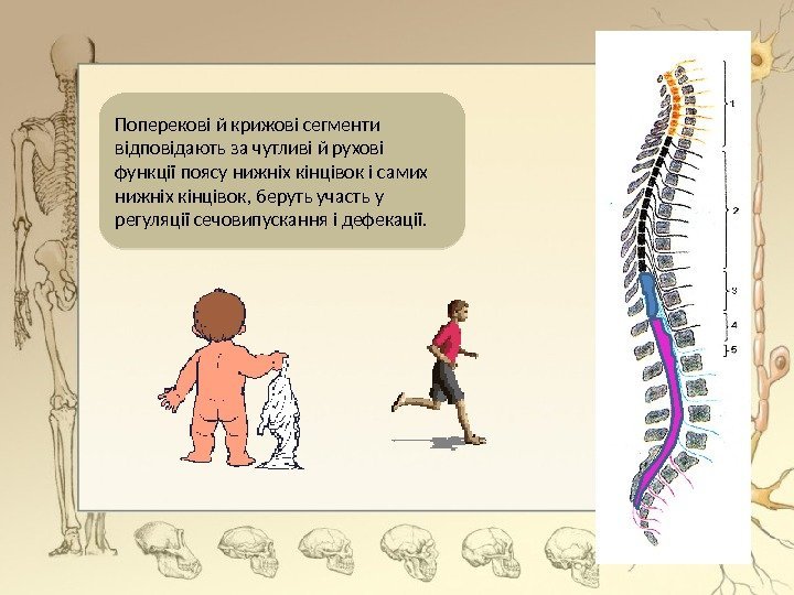 Поперекові й крижові сегменти відповідають за чутливі й рухові функції поясу нижніх кінцівок і