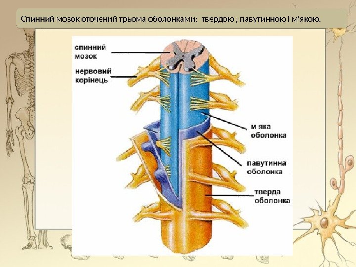 Спинний мозок оточений трьома оболонками:  твердою , павутинною і м'якою. 2 E 19