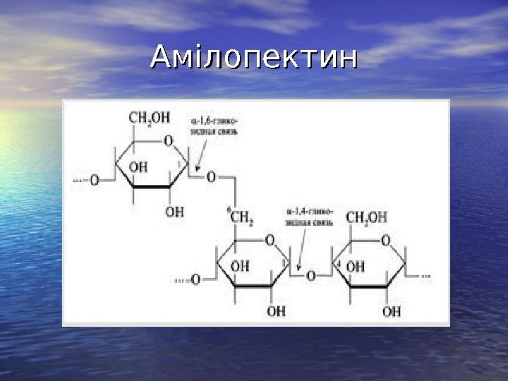   Амілопектин 