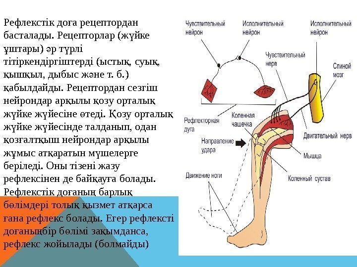 Рефлекстік до а рецептордан ғ басталады. Рецепторлар (ж йке ү штары) р т рлі