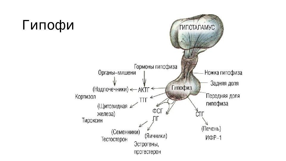 Гипофиз Гипофиз