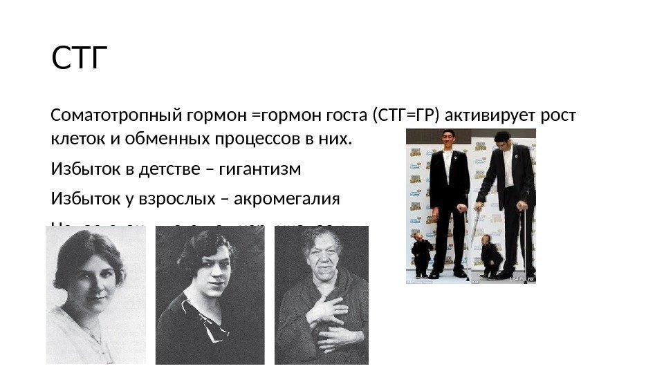 СТГ Соматотропный гормон =гормон госта (СТГ=ГР) активирует рост клеток и обменных процессов в них. СТГ Соматотропный гормон =гормон госта (СТГ=ГР) активирует рост клеток и обменных процессов в них.