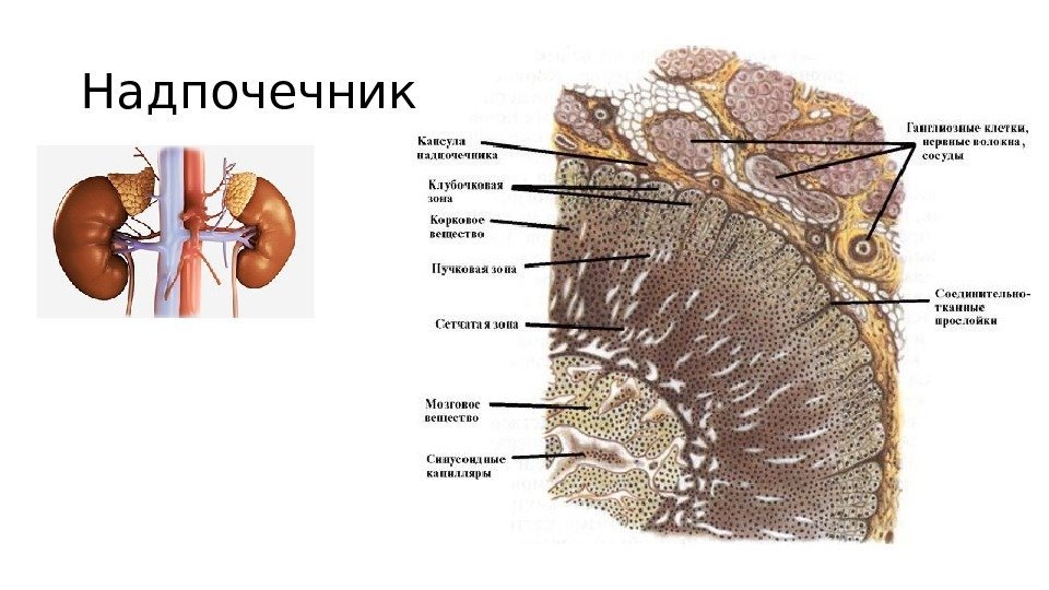 Надпочечники Надпочечники