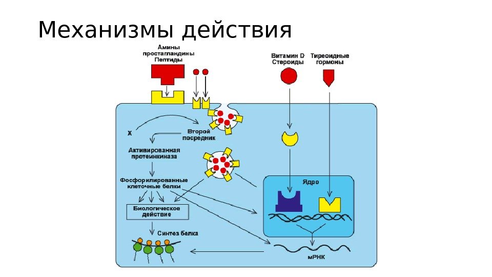 Механизмы действия Механизмы действия