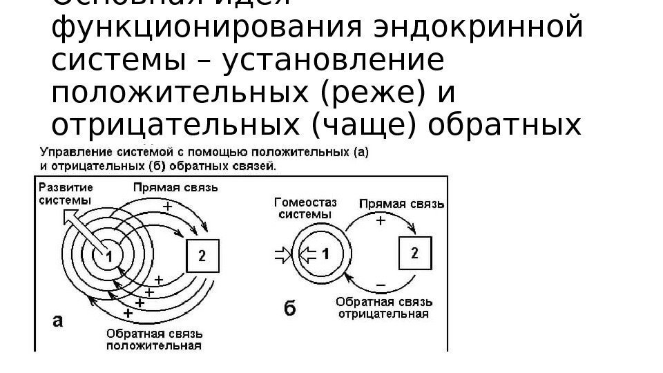Основная идея функционирования эндокринной системы – установление положительных (реже) и отрицательных (чаще) обратных связей Основная идея функционирования эндокринной системы – установление положительных (реже) и отрицательных (чаще) обратных связей
