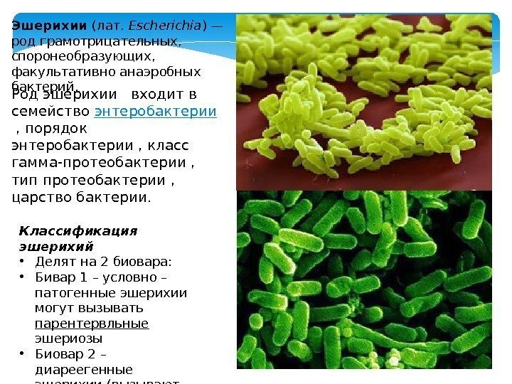 Эшерихии (лат. Escherichia ) — род грамотрицательных,  споронеобразующих,  факультативно анаэробных бактерий. Род