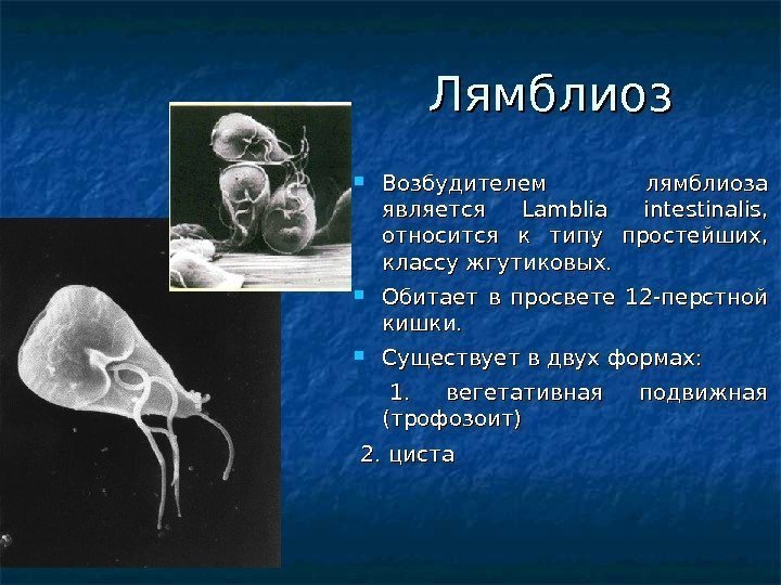     Лямблиоз Возбудителем лямблиоза является Lamblia intestinalis,  относится к типу