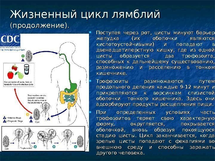 Жизненный цикл лямблий  (продолжение).  Поступая через рот,  цисты минуют барьер желудка