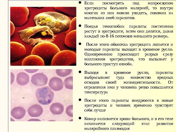  Если посмотреть под микроскопом эритроциты больного малярией,  то внутри многих из них