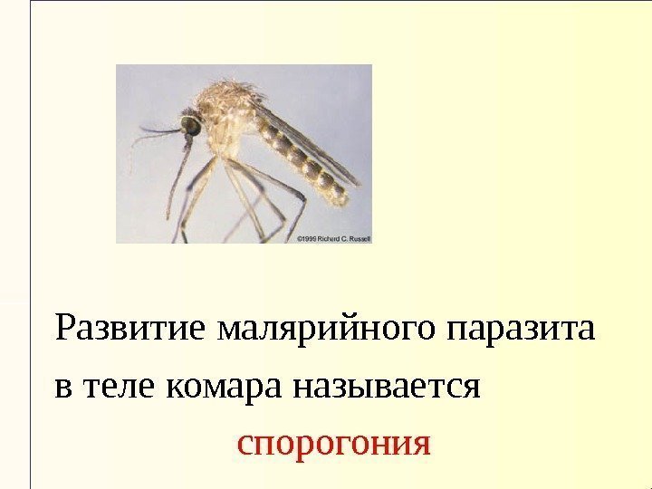 Развитие малярийного паразита в теле комара называется  спорогония 