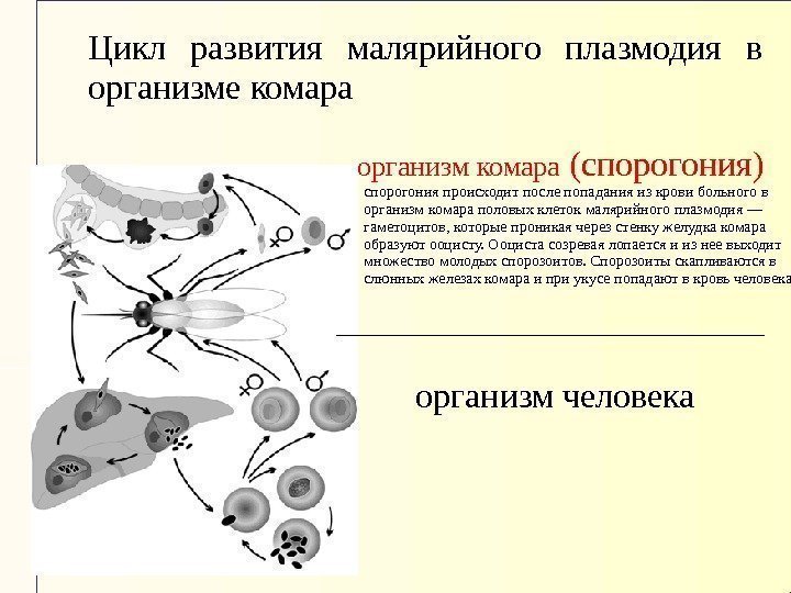 Цикл развития малярийного плазмодия в организме комара организм комара (спорогония)  спорогония происходит после