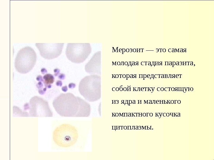 Мерозоит — это самая молодая стадия паразита, которая представляет собой клетку состоящую из ядра