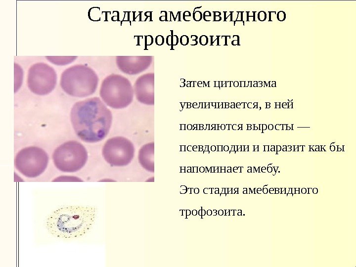 Стадия амебевидного трофозоита Затем цитоплазма увеличивается, в ней появляются выросты — псевдоподии и паразит