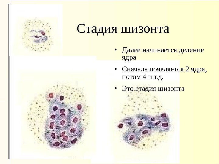    Стадия шизонта Далее начинается деление ядра Сначала появляется 2 ядра, 