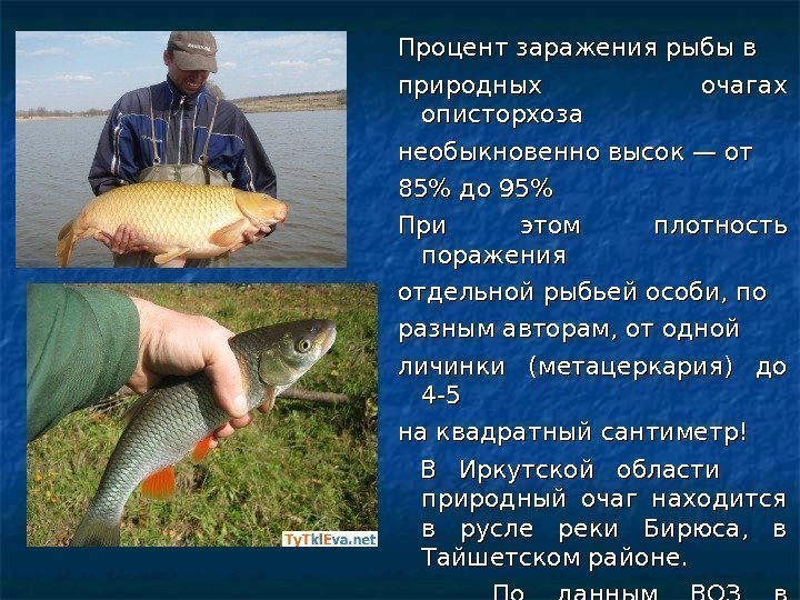 Процент заражения рыбы в природных очагах описторхоза необыкновенно высок — от 85 до 95