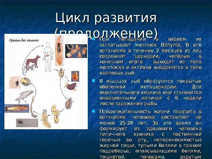 Цикл развития (продолжение) При попадании в водоем их заглатывает моллюск Bithynia.  В его