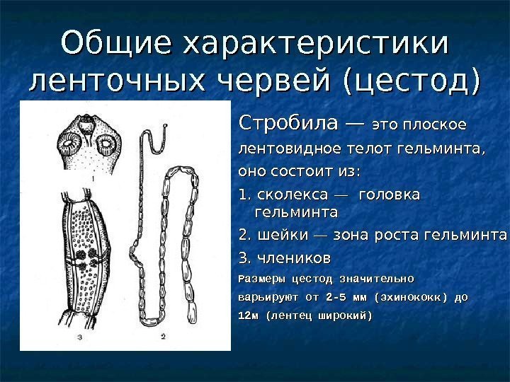 Общие характеристики ленточных червей (цестод) Стробила — это плоское лентовидное телот гельминта, оно состоит