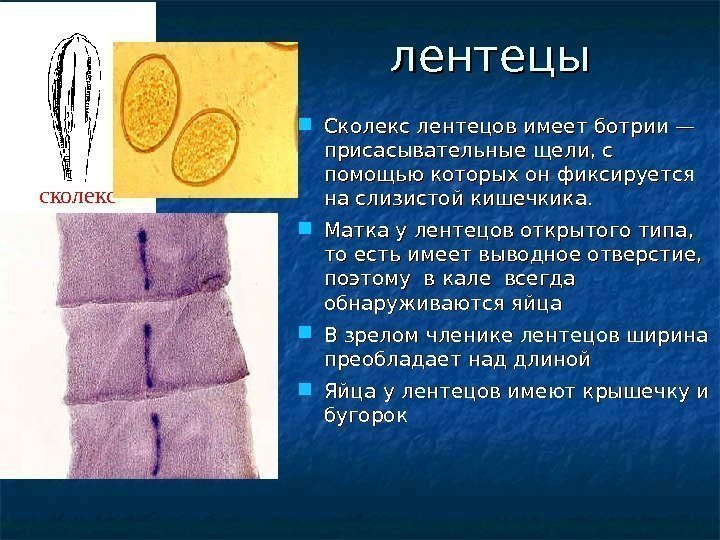       лентецы сколекс Сколекс лентецов имеет ботрии — присасывательные