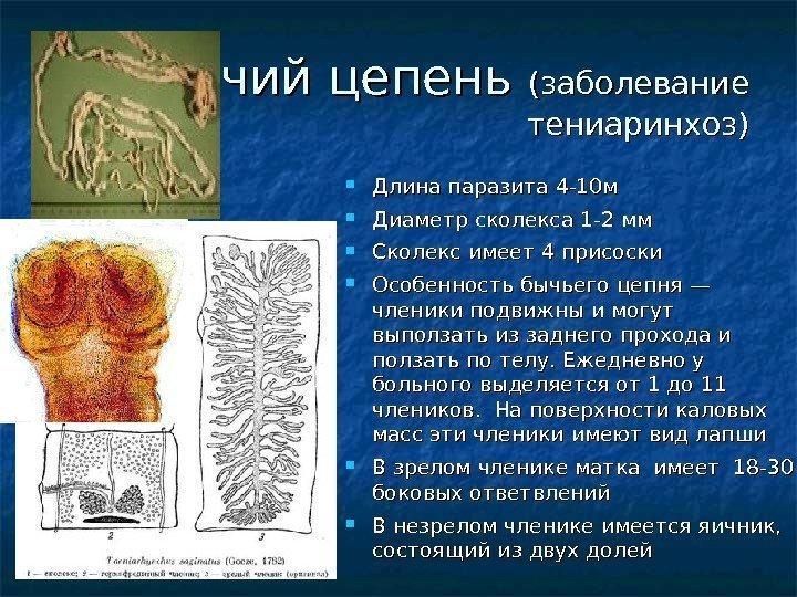  Бычий цепень (заболевание тениаринхоз) Длина паразита 4 -10 м Диаметр сколекса 1 -2