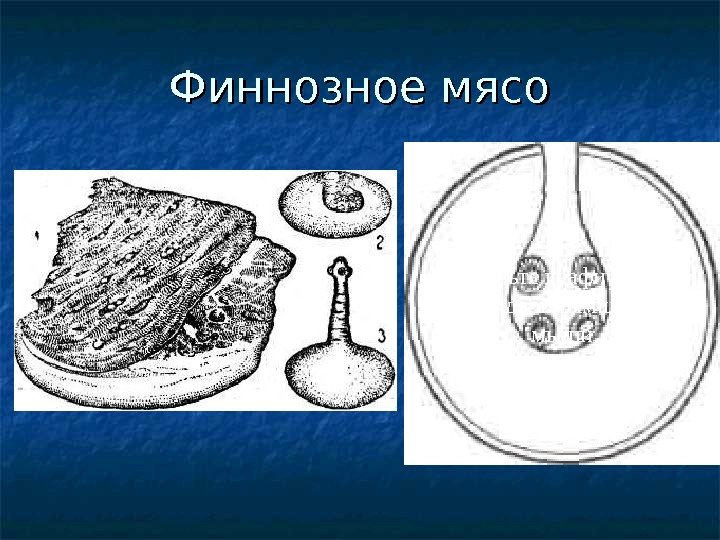 Финнозное мясо Добавьте графический объект двойным щелчком мыши 