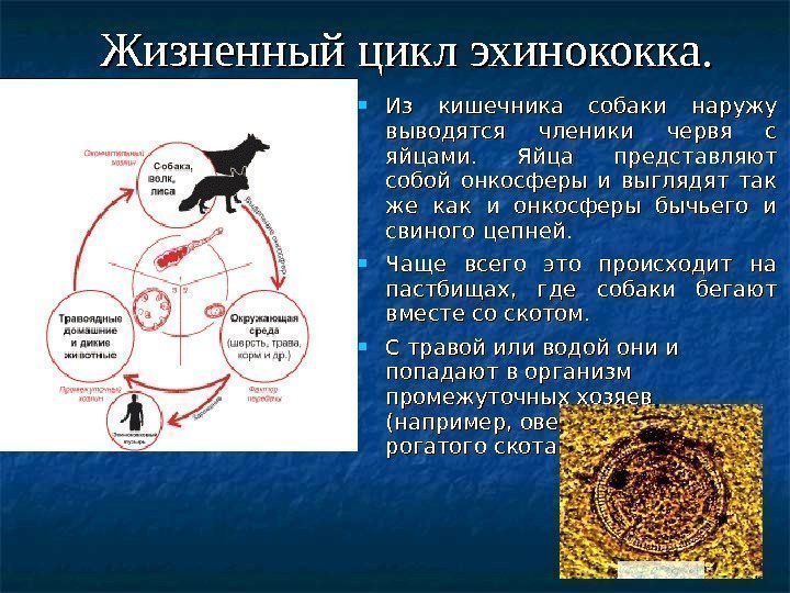 Жизненный цикл эхинококка.  Из кишечника собаки наружу выводятся членики червя с яйцами. 