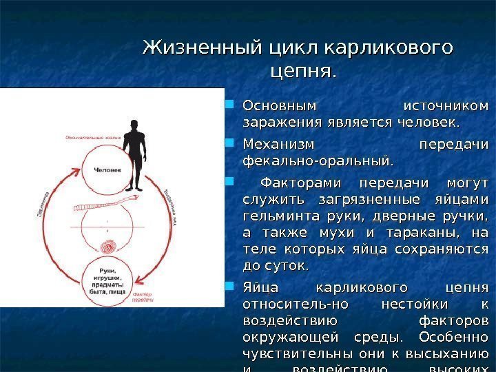 Жизненный цикл карликового цепня.  Основным источником заражения является человек.  Механизм передачи фекально-оральный.
