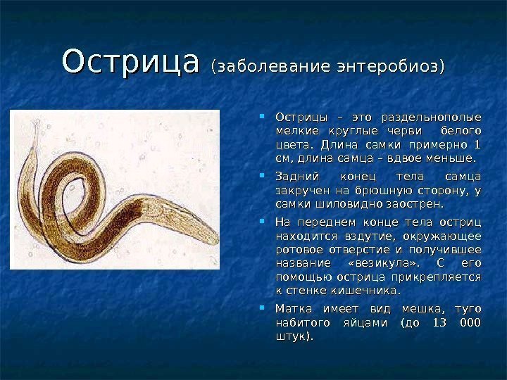 Острица (заболевание энтеробиоз) Острицы – это раздельнополые мелкие круглые черви  белого цвета. 