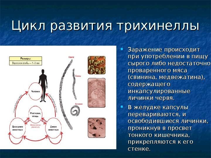 Цикл развития трихинеллы Заражение происходит при употреблении в пищу сырого либо недостаточно проваренного мяса