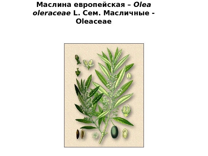 Маслина европейская – Olea oleraceae L.  Сем. Масличные - Oleaceae 