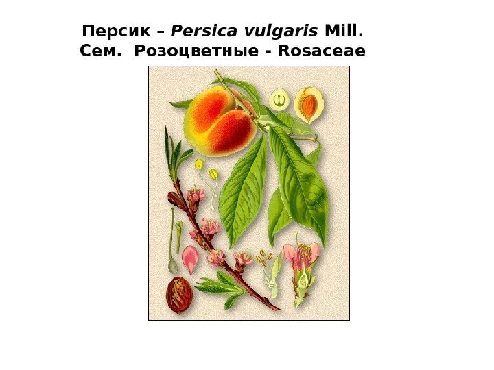 Персик – Persica vulgaris Mill. Сем. Розоцветные - Rosaceae 