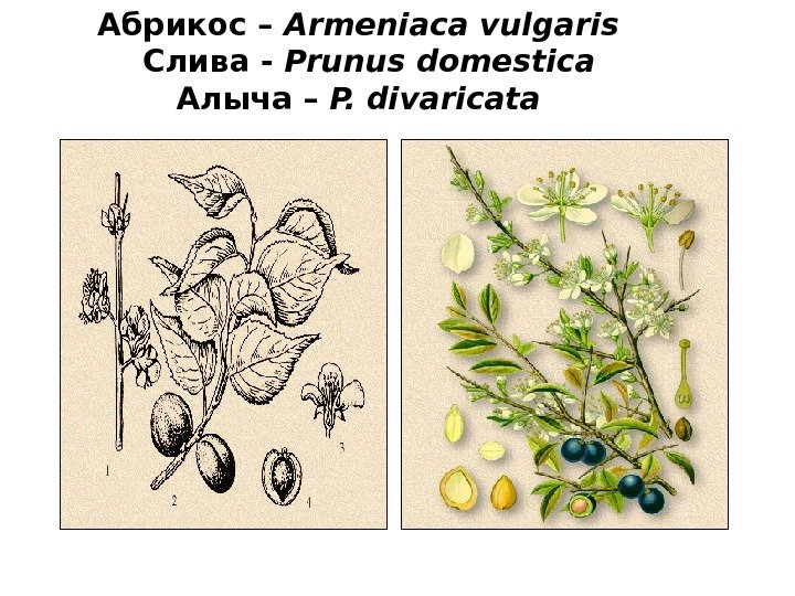 Абрикос – Armeniaca vulgaris  Слива - Prunus  domestica Алыча – P. divaricata