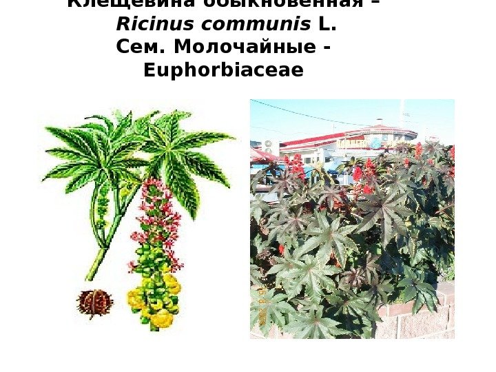 Клещевина обыкновенная –  Ricinus communis L. Сем. Молочайные - Euphorbiaceae 