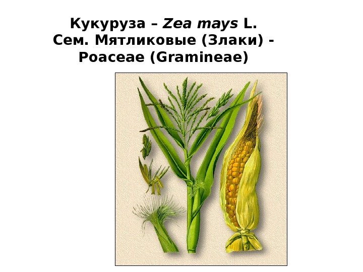 Кукуруза – Zea mays L. Сем. Мятликовые (Злаки) - Poaceae (Gramineae) 