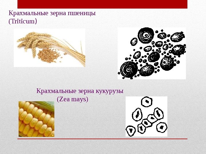 Крахмальные зерна пшеницы (Triticum ) Крахмальные зерна кукурузы ( Zea mays) Крахмальные зерна пшеницы (Triticum ) Крахмальные зерна кукурузы ( Zea mays)