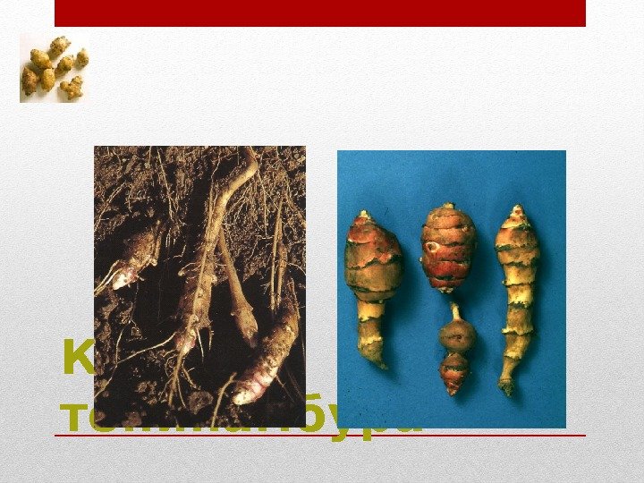 Клубни топинамбура Клубни топинамбура