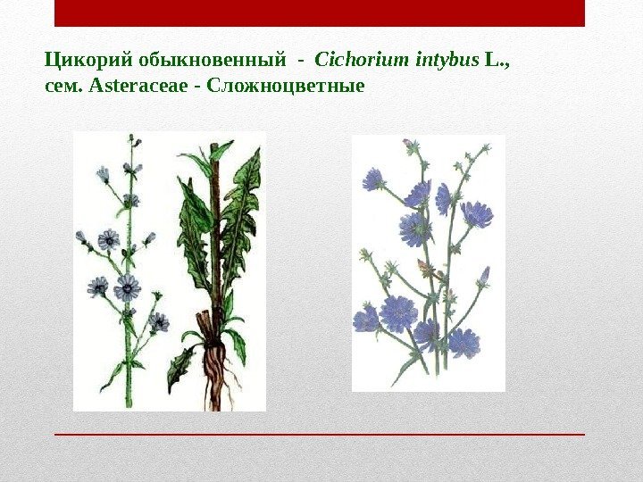 Цикорий обыкновенный - Cichorium intybus L. , c ем. Asteraceae - Цикорий обыкновенный - Cichorium intybus L. , c ем. Asteraceae -