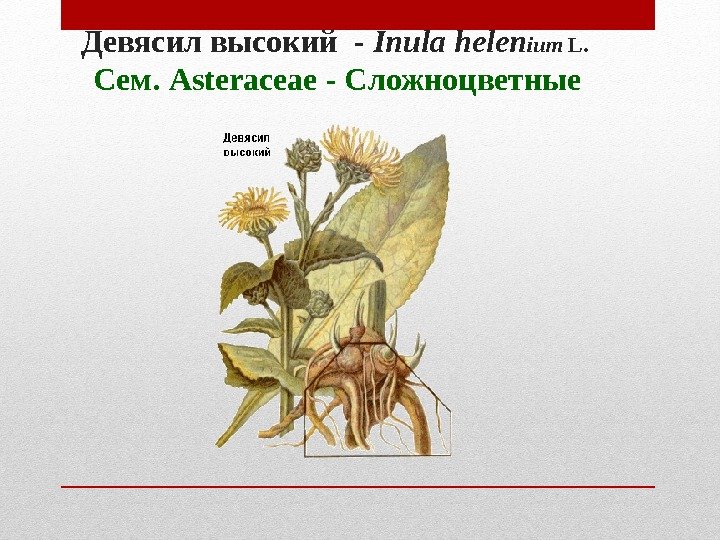 Девясил высокий - Inula helen ium L. Сем. Asteraceae - Сложноцветные Девясил высокий - Inula helen ium L. Сем. Asteraceae - Сложноцветные