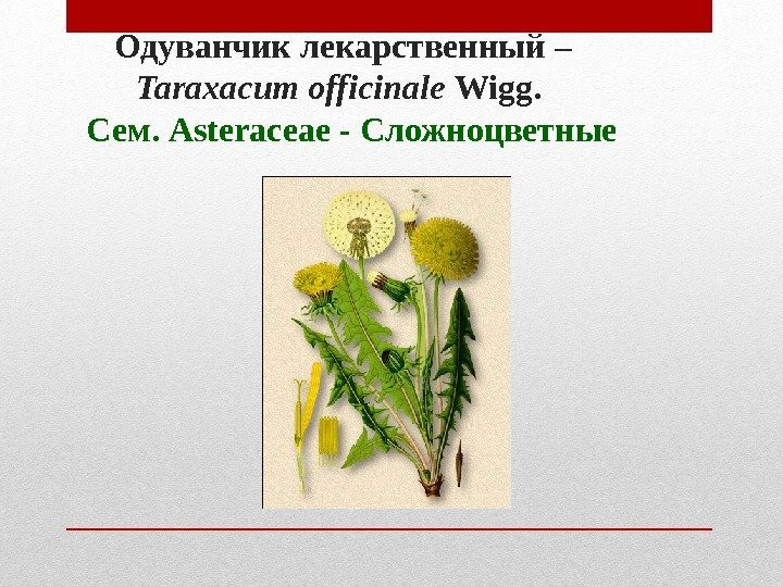Одуванчик лекарственный – Tara х acum officinale Wigg. Сем. Asteraceae - Сложноцветные Одуванчик лекарственный – Tara х acum officinale Wigg. Сем. Asteraceae - Сложноцветные
