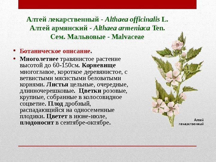 Алтей лекарственный - Althaea officinalis L. Алтей армянский - Althaea armeniaca Ten. Сем. Алтей лекарственный - Althaea officinalis L. Алтей армянский - Althaea armeniaca Ten. Сем.