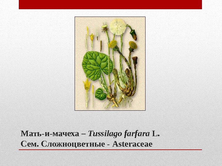 Мать-и-мачеха – Tussilago farfara L. Сем. Сложноцветные - Asteraceae Мать-и-мачеха – Tussilago farfara L. Сем. Сложноцветные - Asteraceae