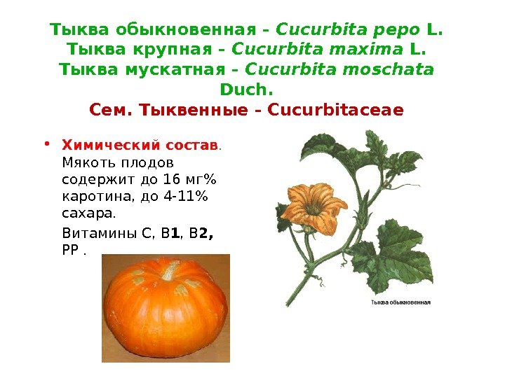 Тыква обыкновенная - Cucurbita pepo L. Тыква крупная - Cucurbita maxima L. Тыква мускатная