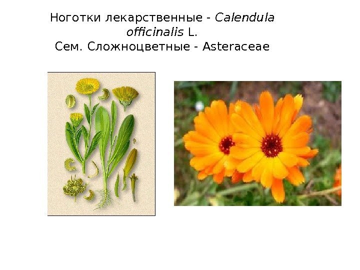 Ноготки лекарственные - Calendula officinalis L. Сем. Сложноцветные - Asteraceae 