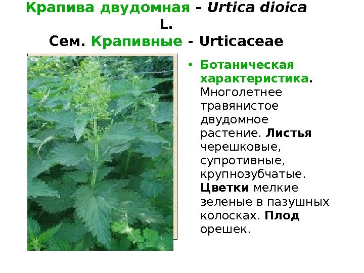Крапива двудомная – Urtica dioica  L. Сем.  Крапивные - Urticaceae • Ботаническая