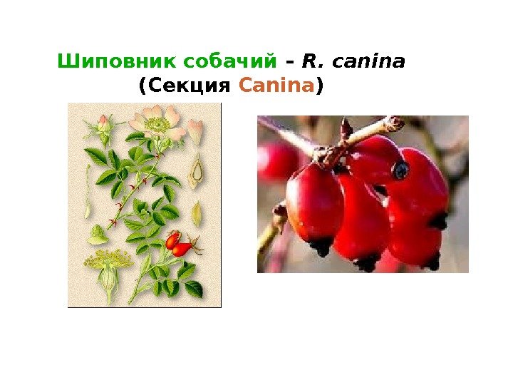 Шиповник собачий – R. canina (Секция Canina ) 